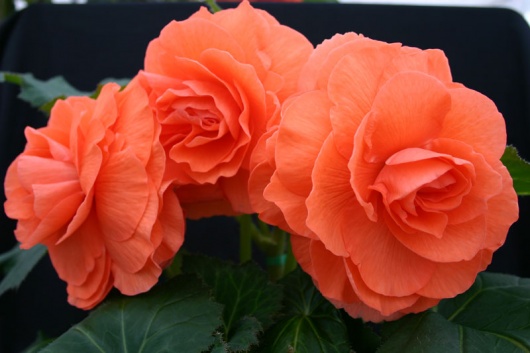B. ‘Lionel Richardson’